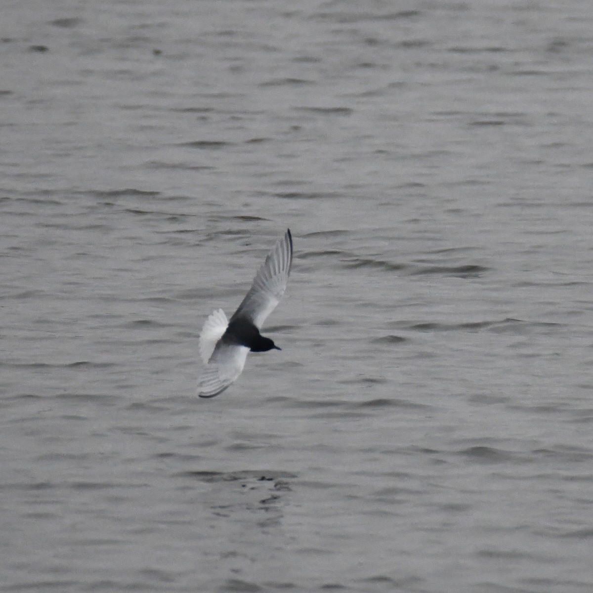 White-winged Tern - ML617000423
