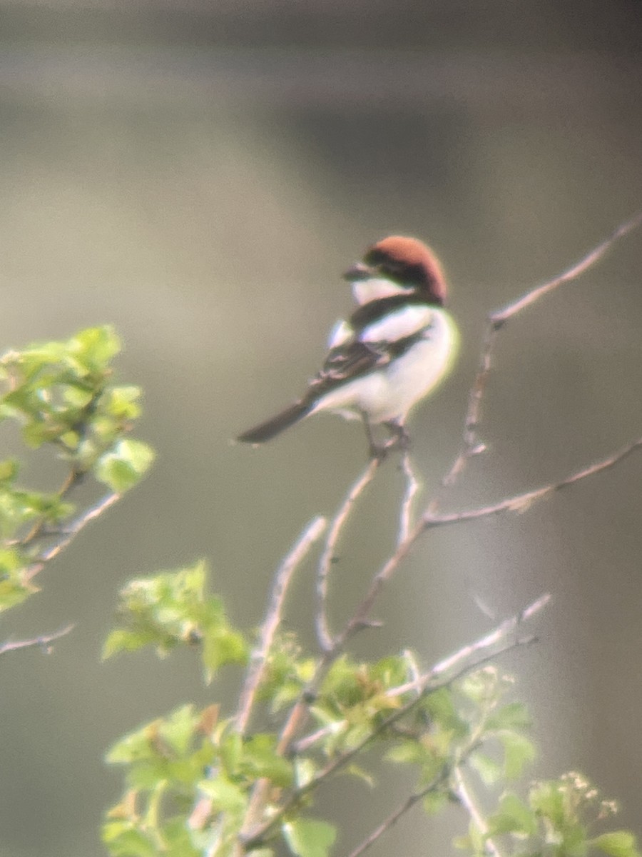 Woodchat Shrike - ML617000471