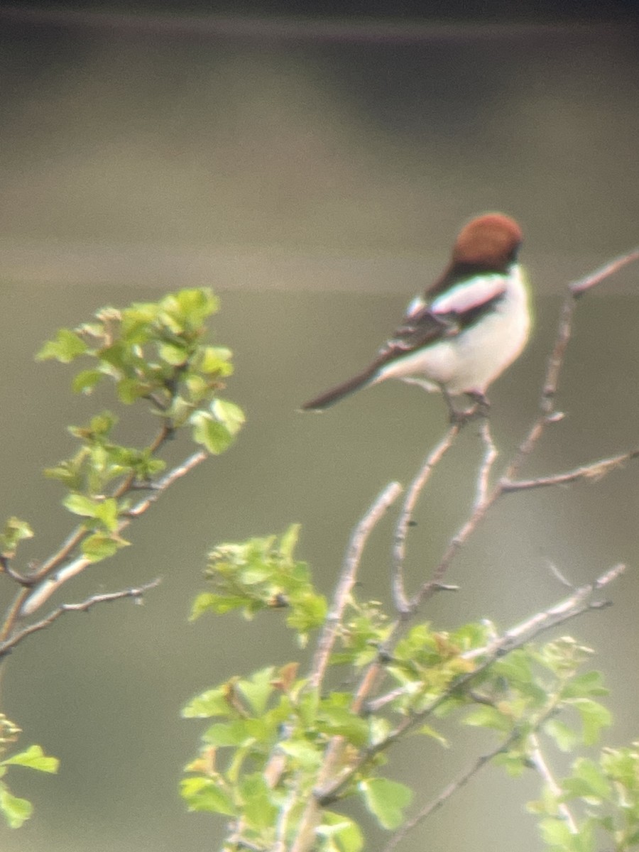 Woodchat Shrike - ML617000472