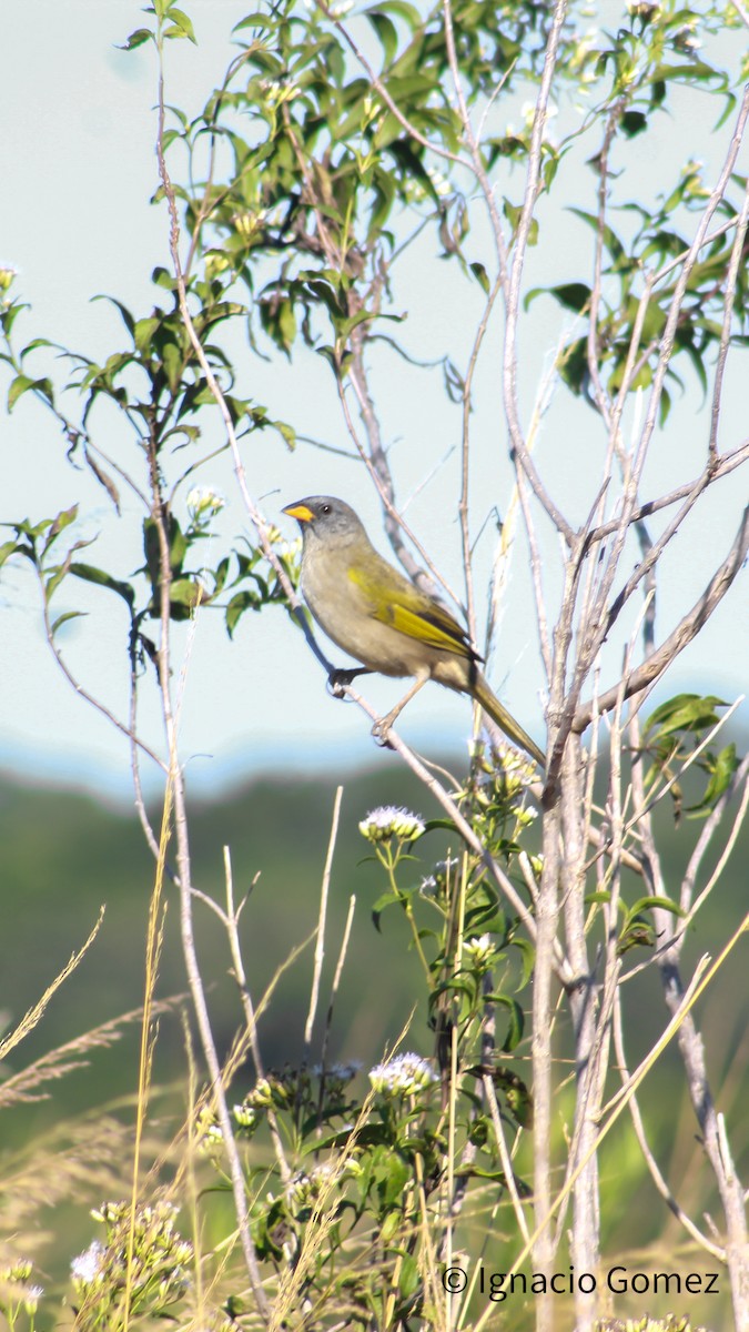 Great Pampa-Finch - Ignacio Gómez Gaffner