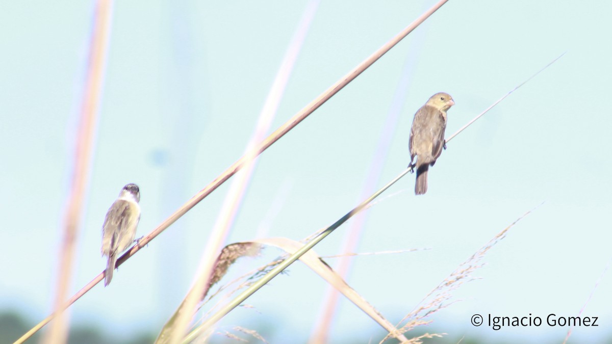 Pearly-bellied Seedeater - ML617000487