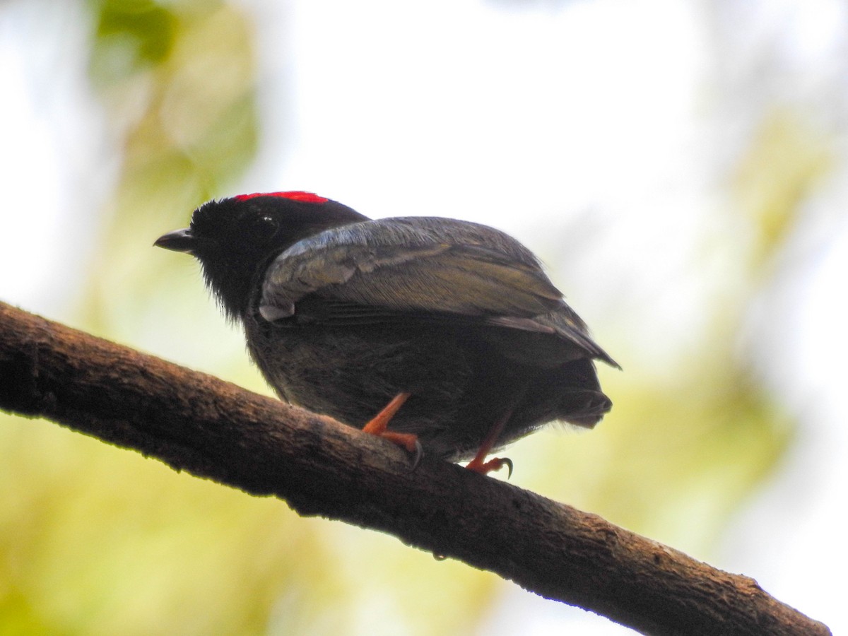 Blue-backed Manakin - ML617000501