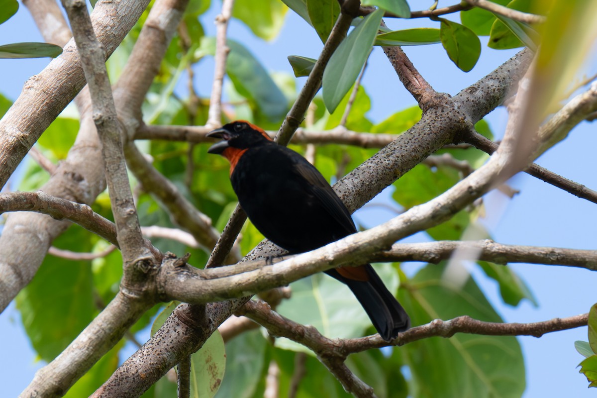 Puerto Rican Bullfinch - ML617000522