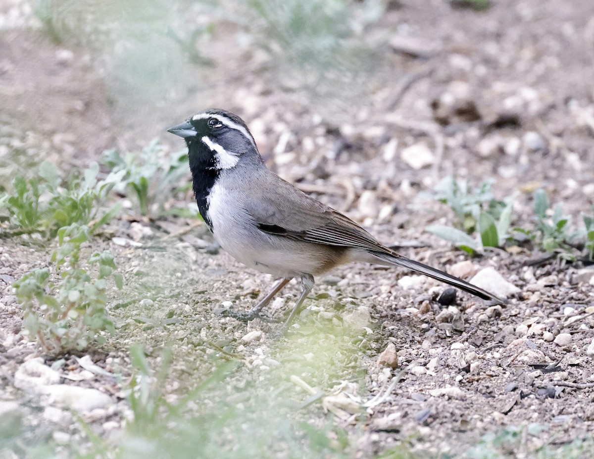 Black-throated Sparrow - ML617000537