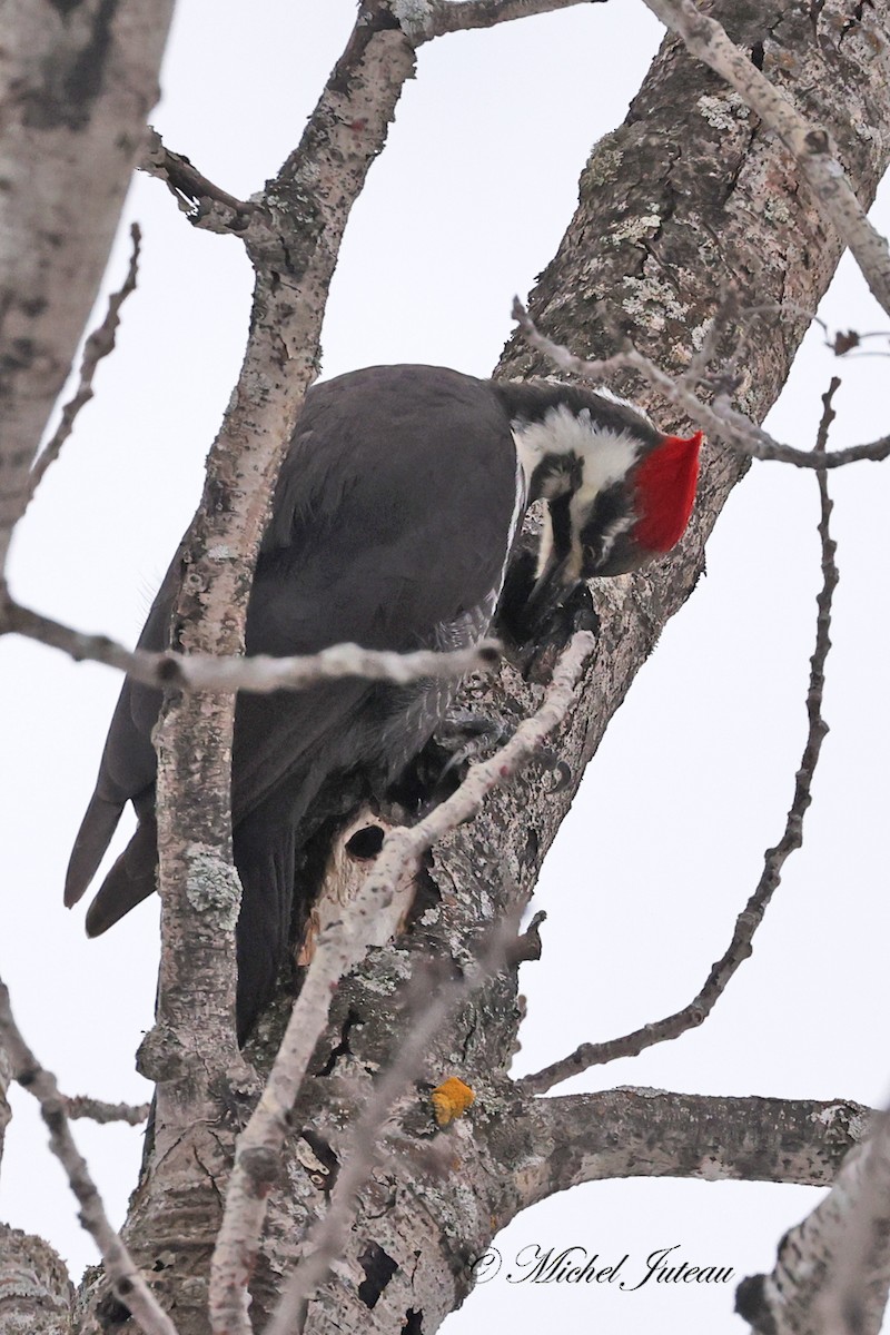Pileated Woodpecker - Michel Juteau