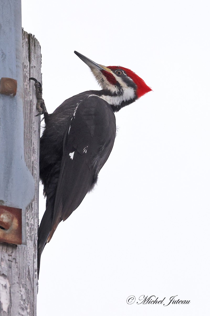 Pileated Woodpecker - Michel Juteau