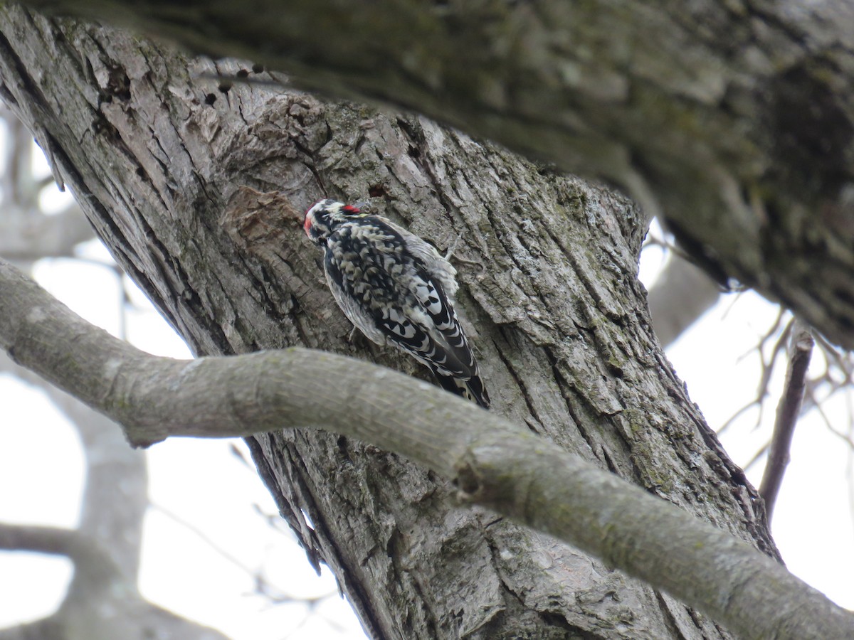 Yellow-bellied Sapsucker - Donna Sullivan