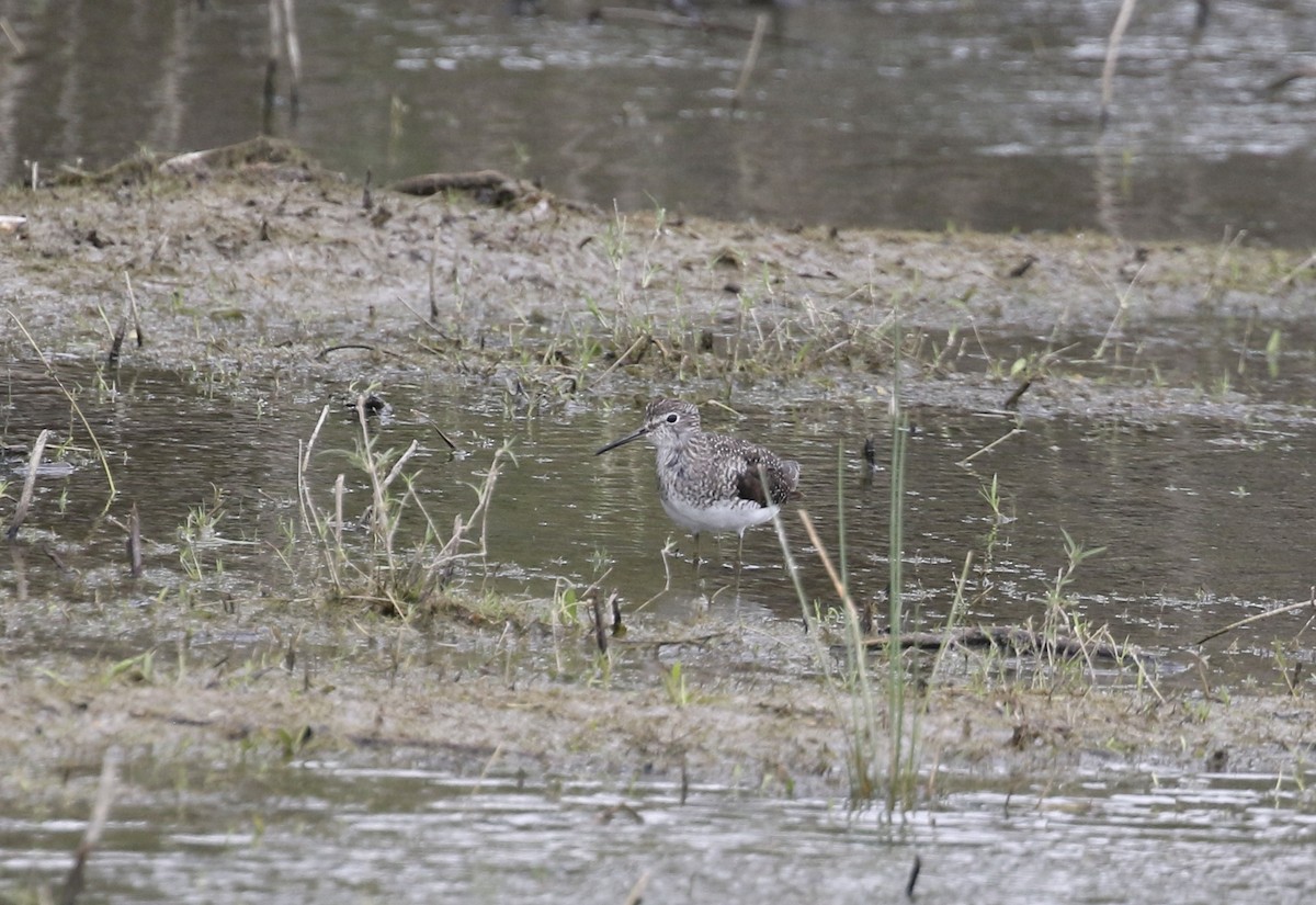 Solitary Sandpiper - ML617000860