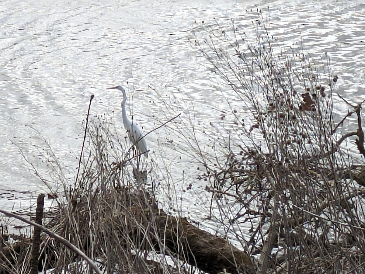 Great Egret - ML617000889