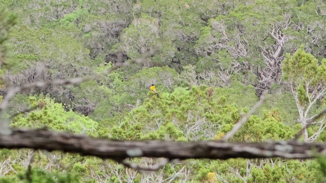 Audubon's Oriole - ML617000899