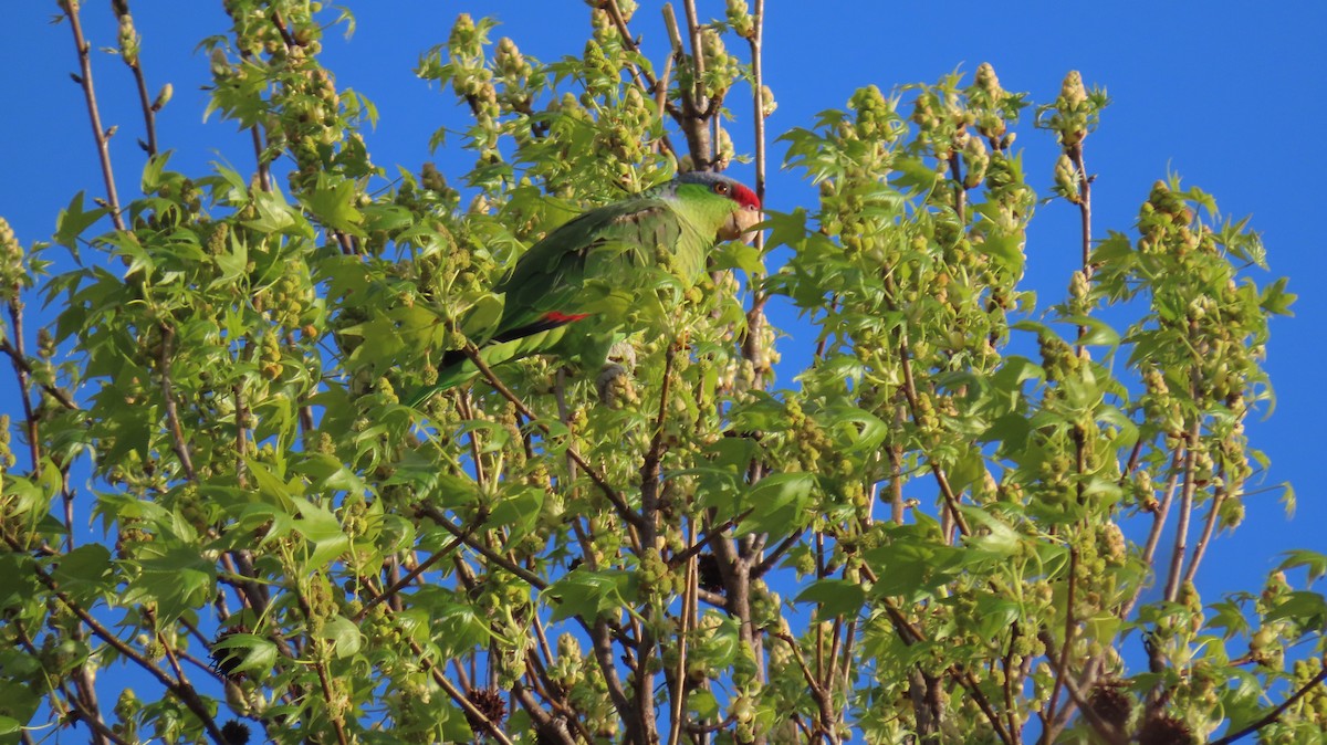 Lilac-crowned Parrot - Brian Nothhelfer