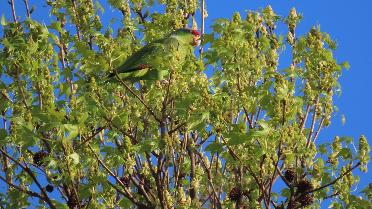 Lilac-crowned Parrot - Brian Nothhelfer