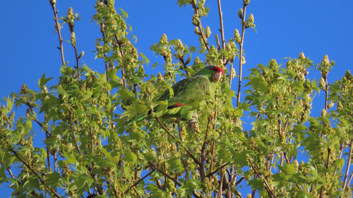 Lilac-crowned Parrot - Brian Nothhelfer