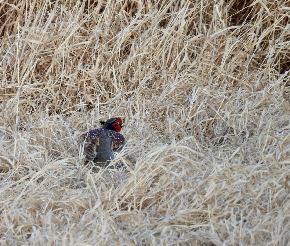 Ring-necked Pheasant - ML617000954