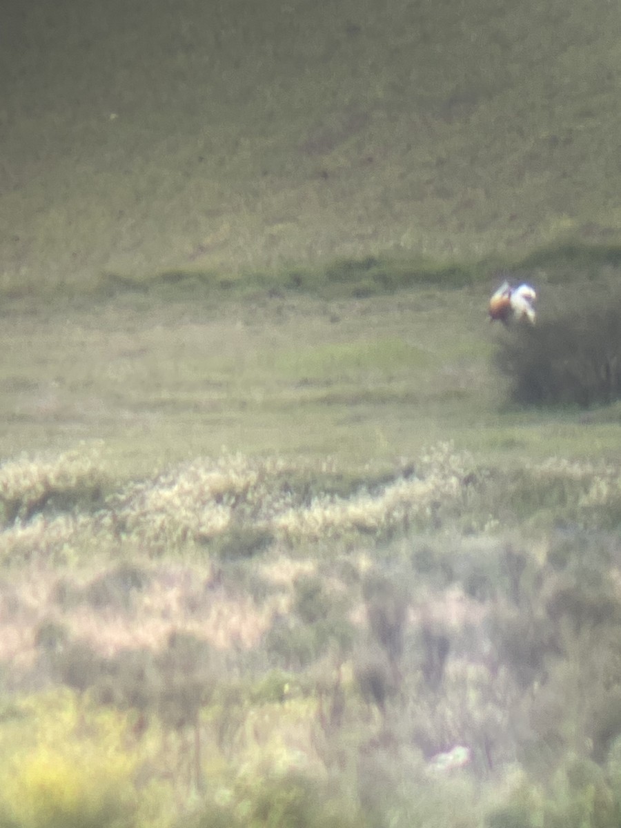 Great Bustard - Borja Buelta