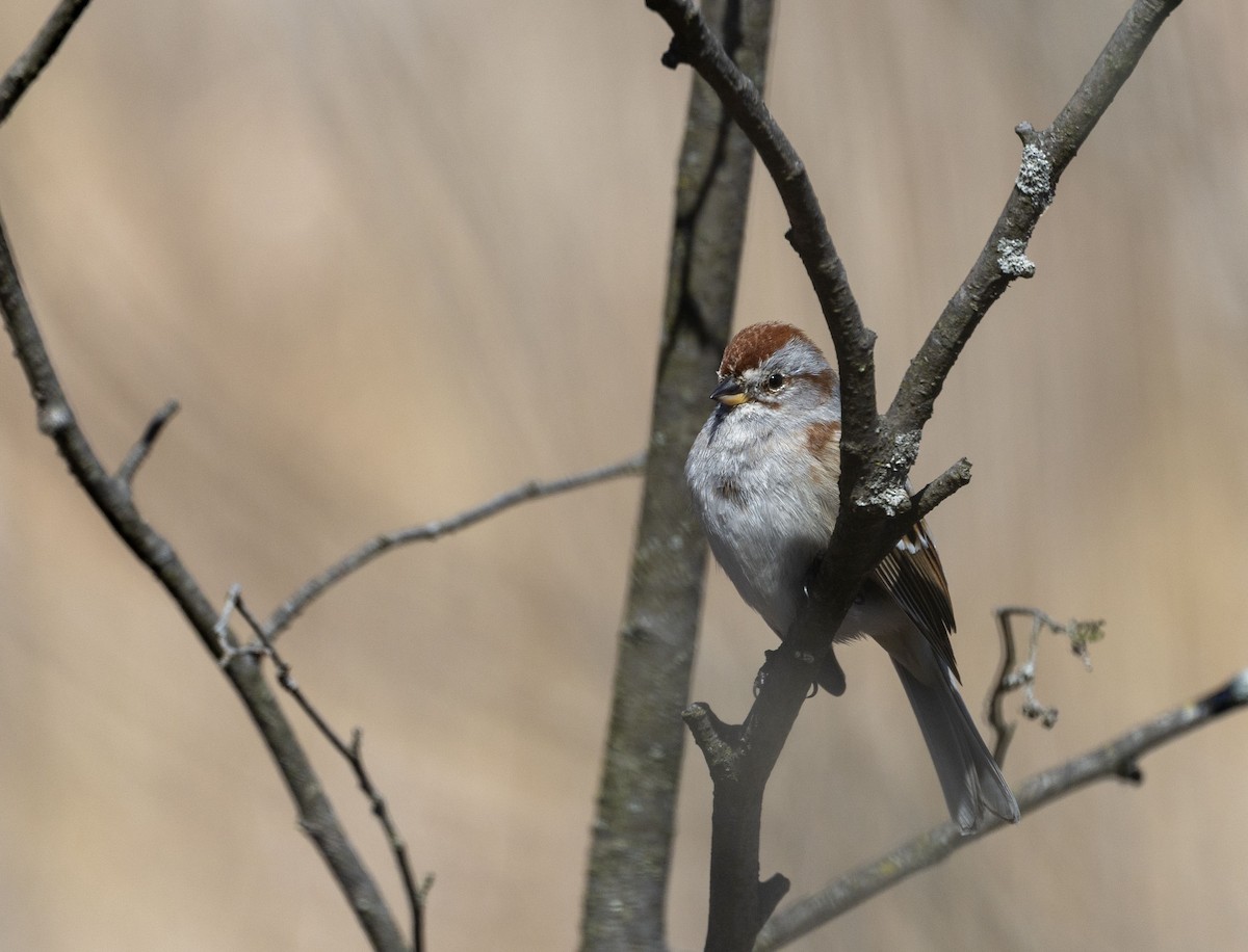 American Tree Sparrow - ML617001010