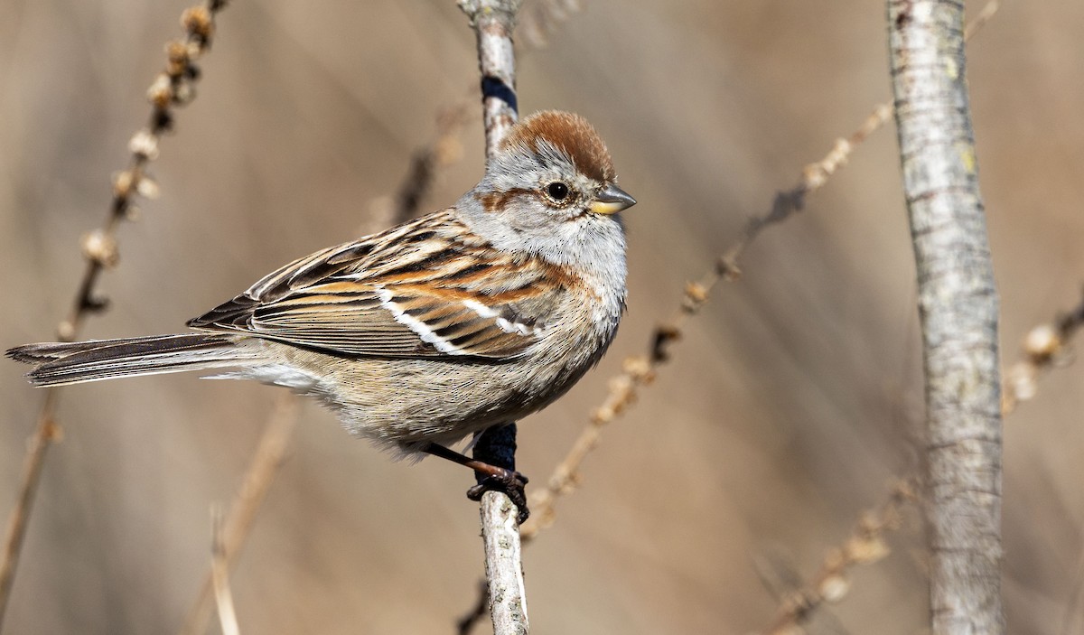 American Tree Sparrow - ML617001011