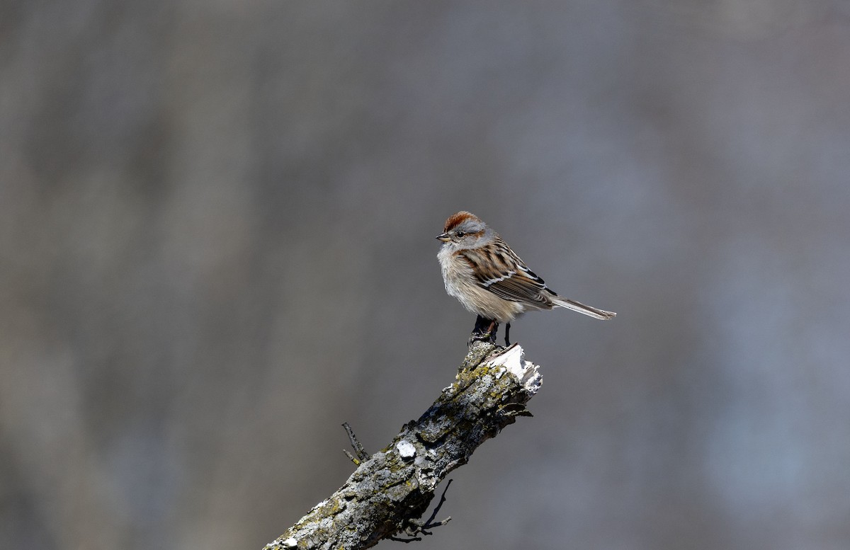 American Tree Sparrow - ML617001013