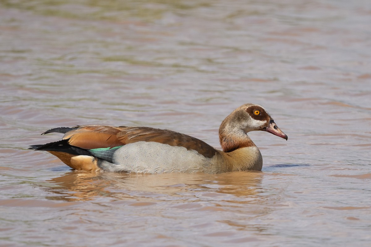 Egyptian Goose - ML617001023