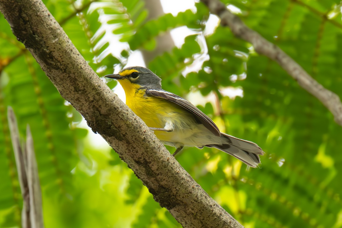 Adelaide's Warbler - Warren Whaley