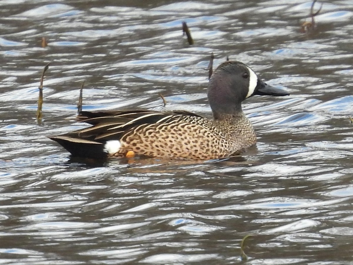Blue-winged Teal - ML617001055