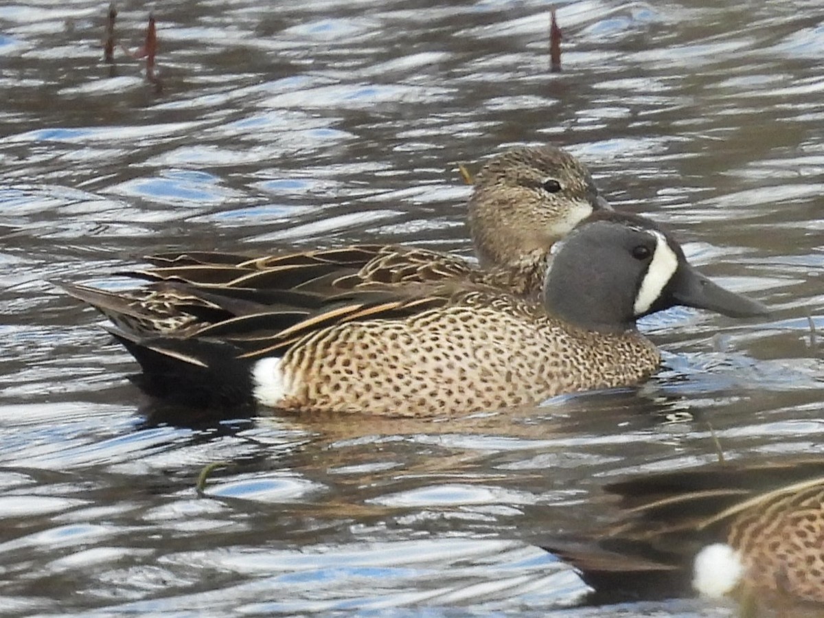 Blue-winged Teal - ML617001075