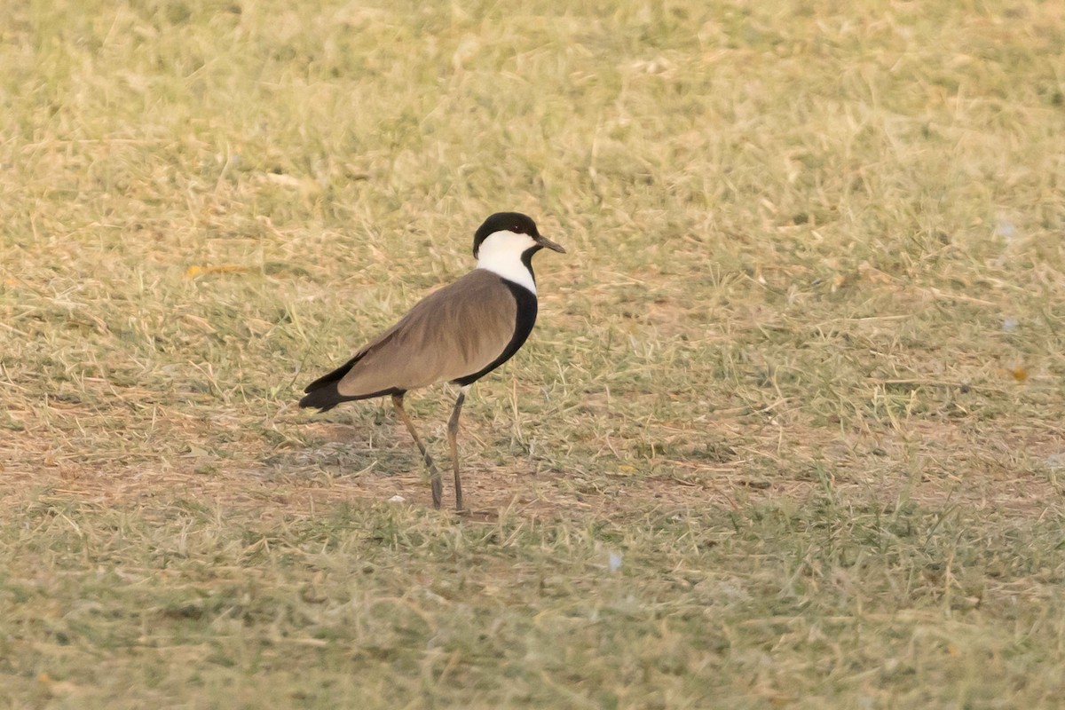 Spur-winged Lapwing - ML617001083