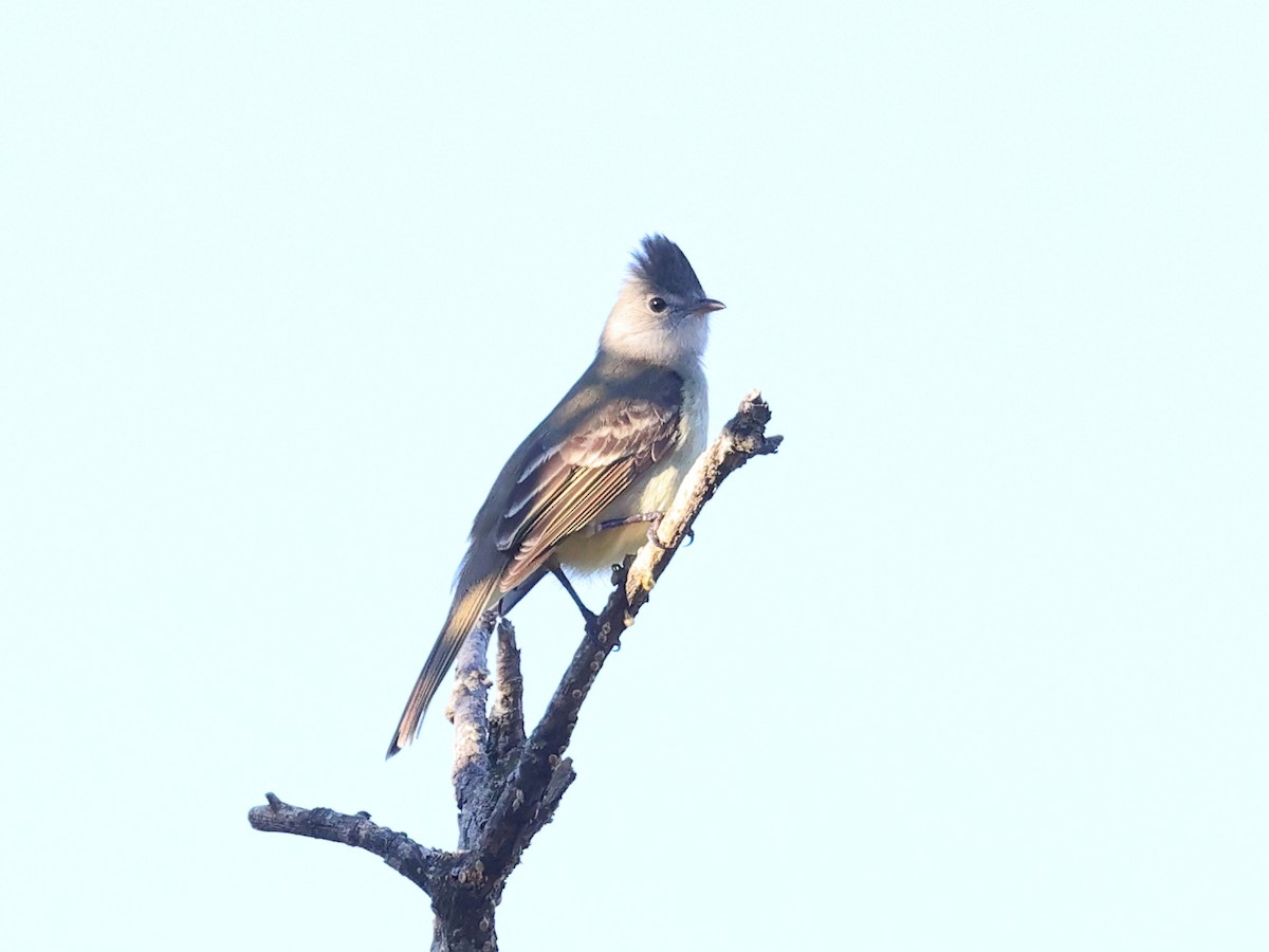 Yellow-bellied Elaenia - ML617001085