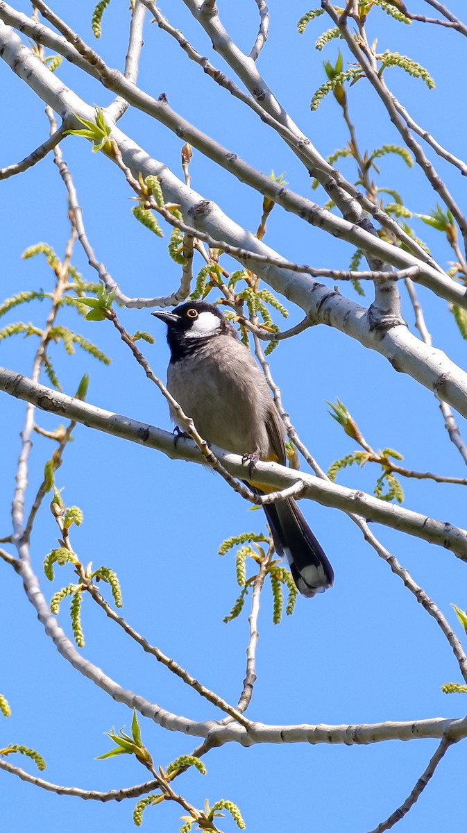 White-eared Bulbul - ML617001093