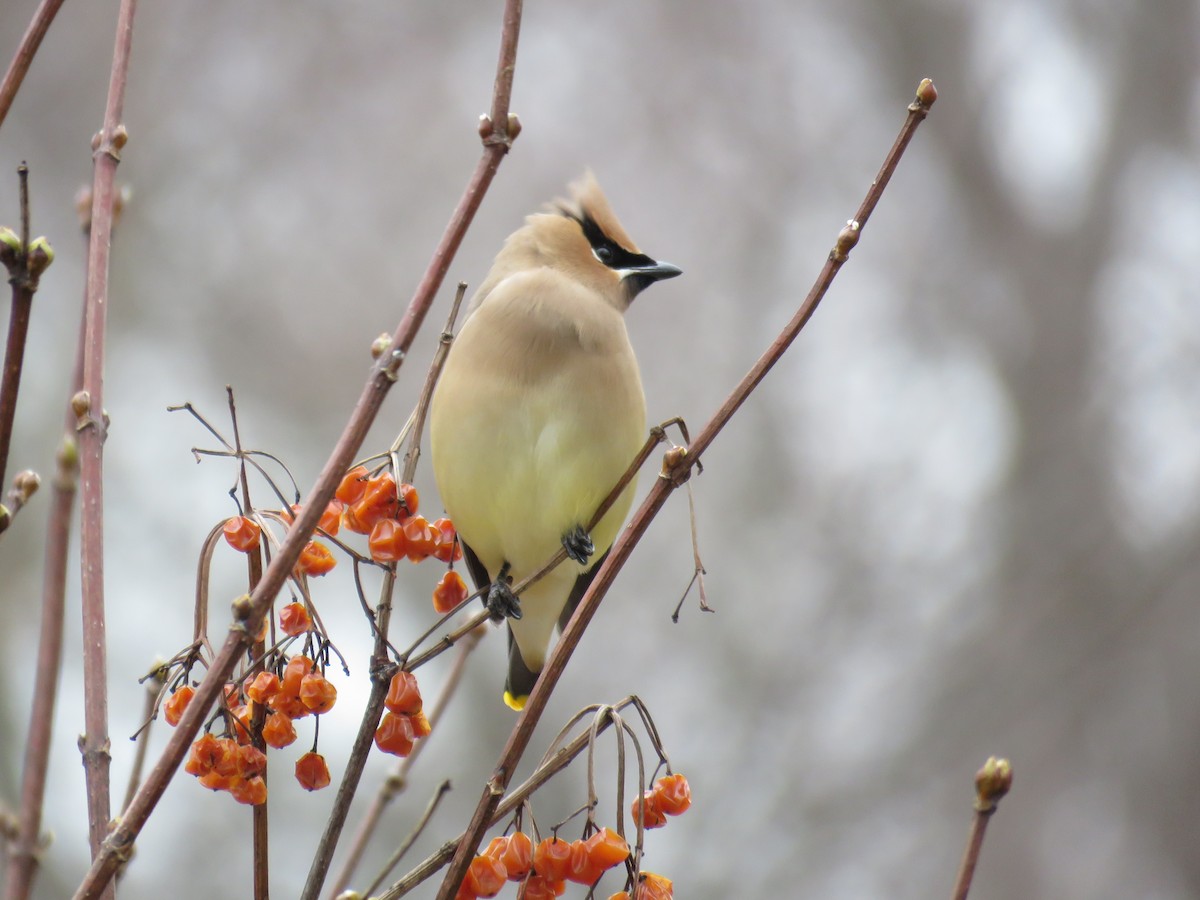 Cedar Waxwing - Donna Sullivan