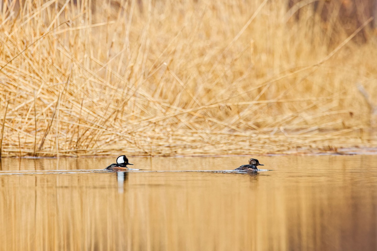 Hooded Merganser - ML617001109