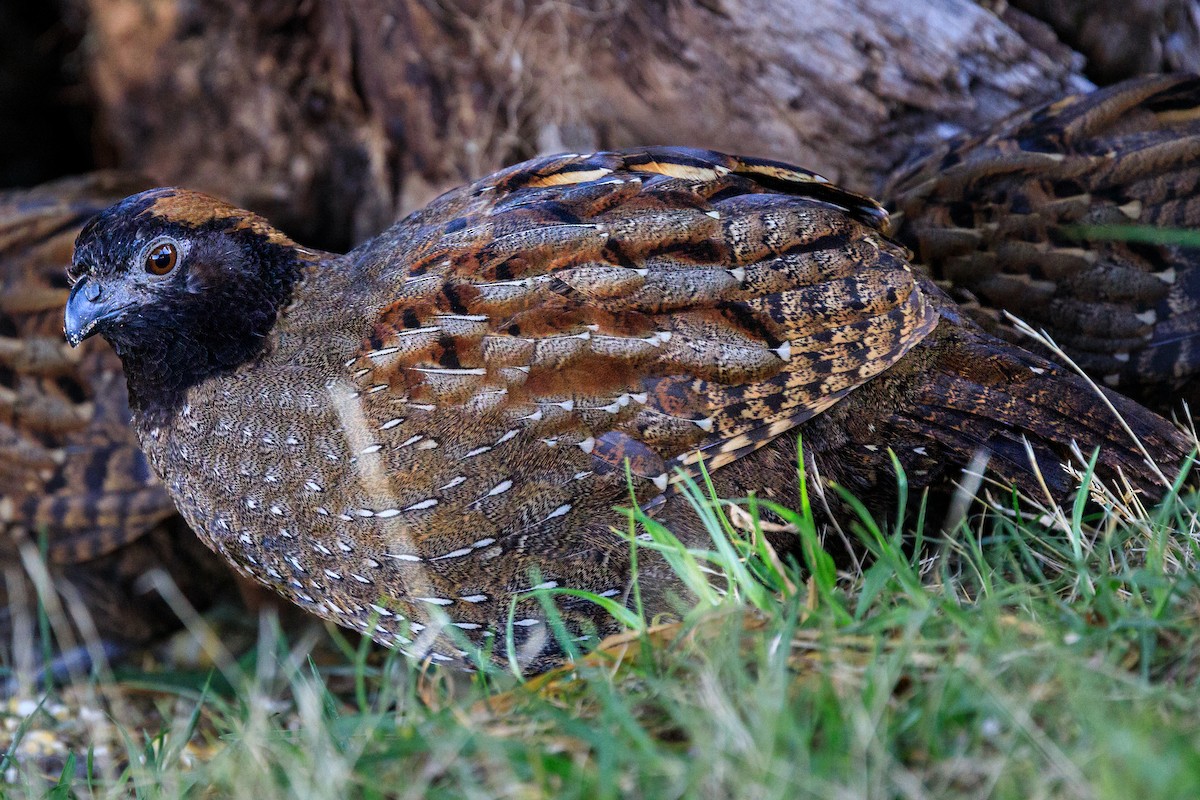 Black-fronted Wood-Quail - ML617001147