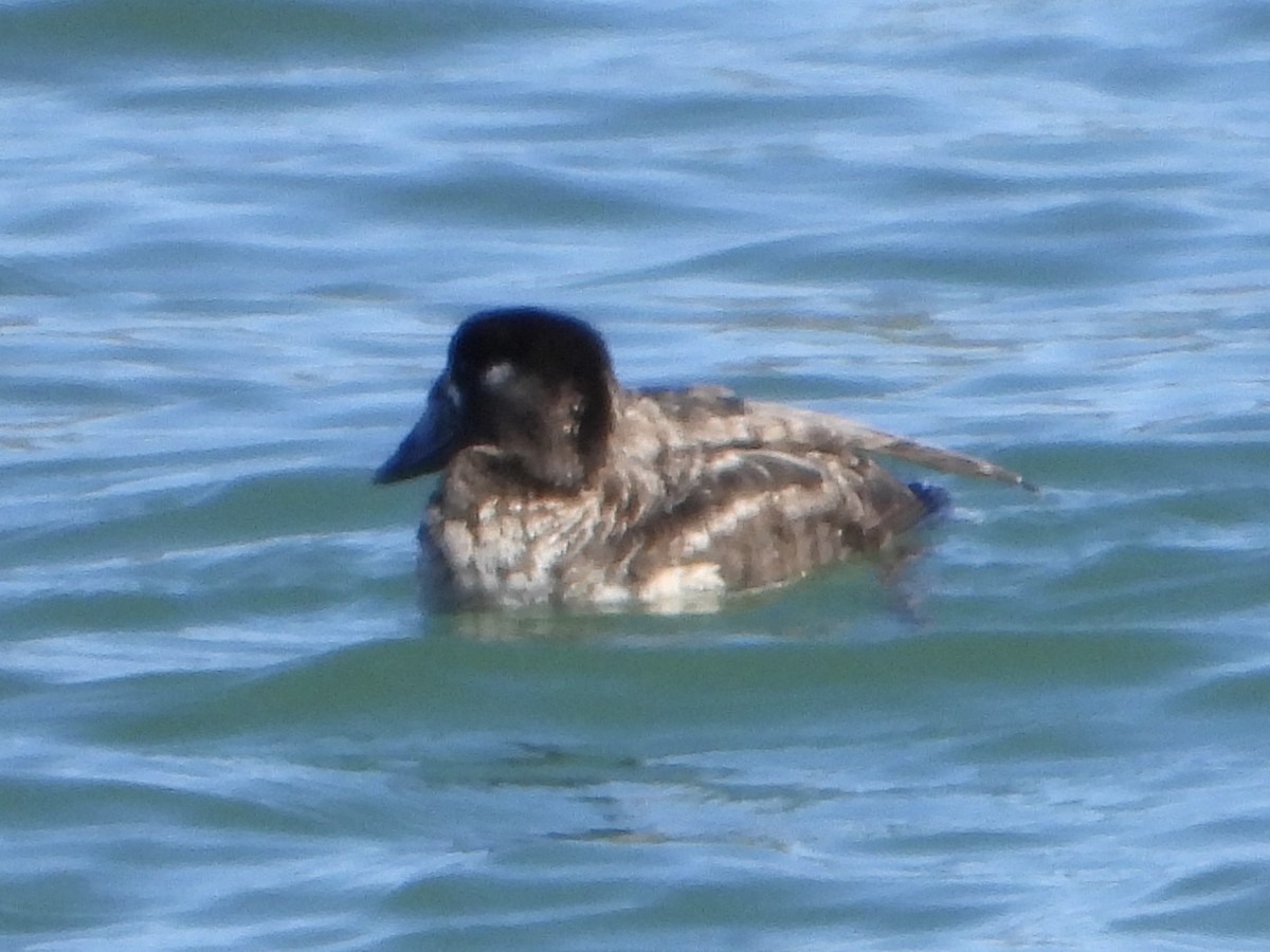 Surf Scoter - ML617001150