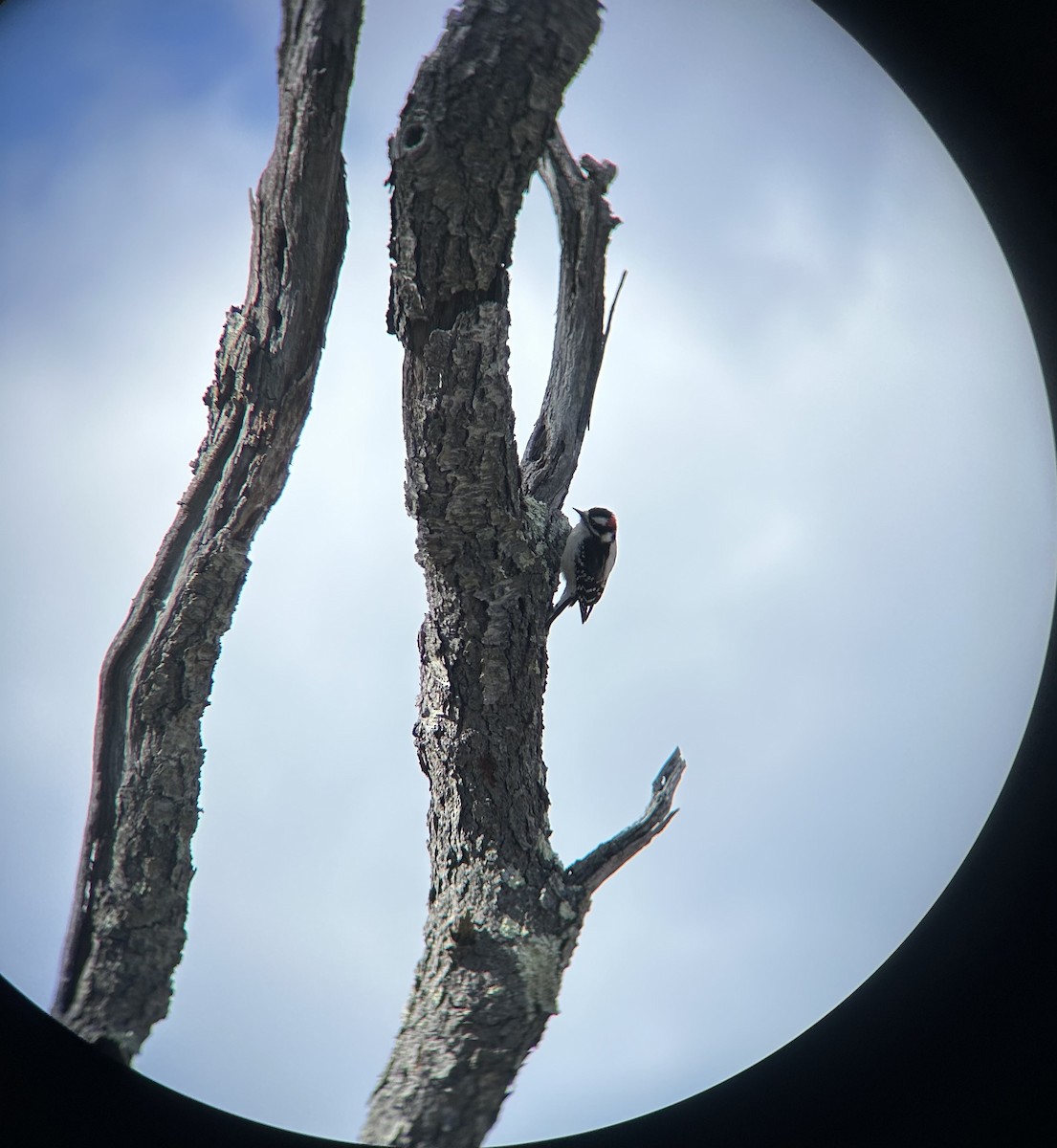 Downy Woodpecker - ML617001157