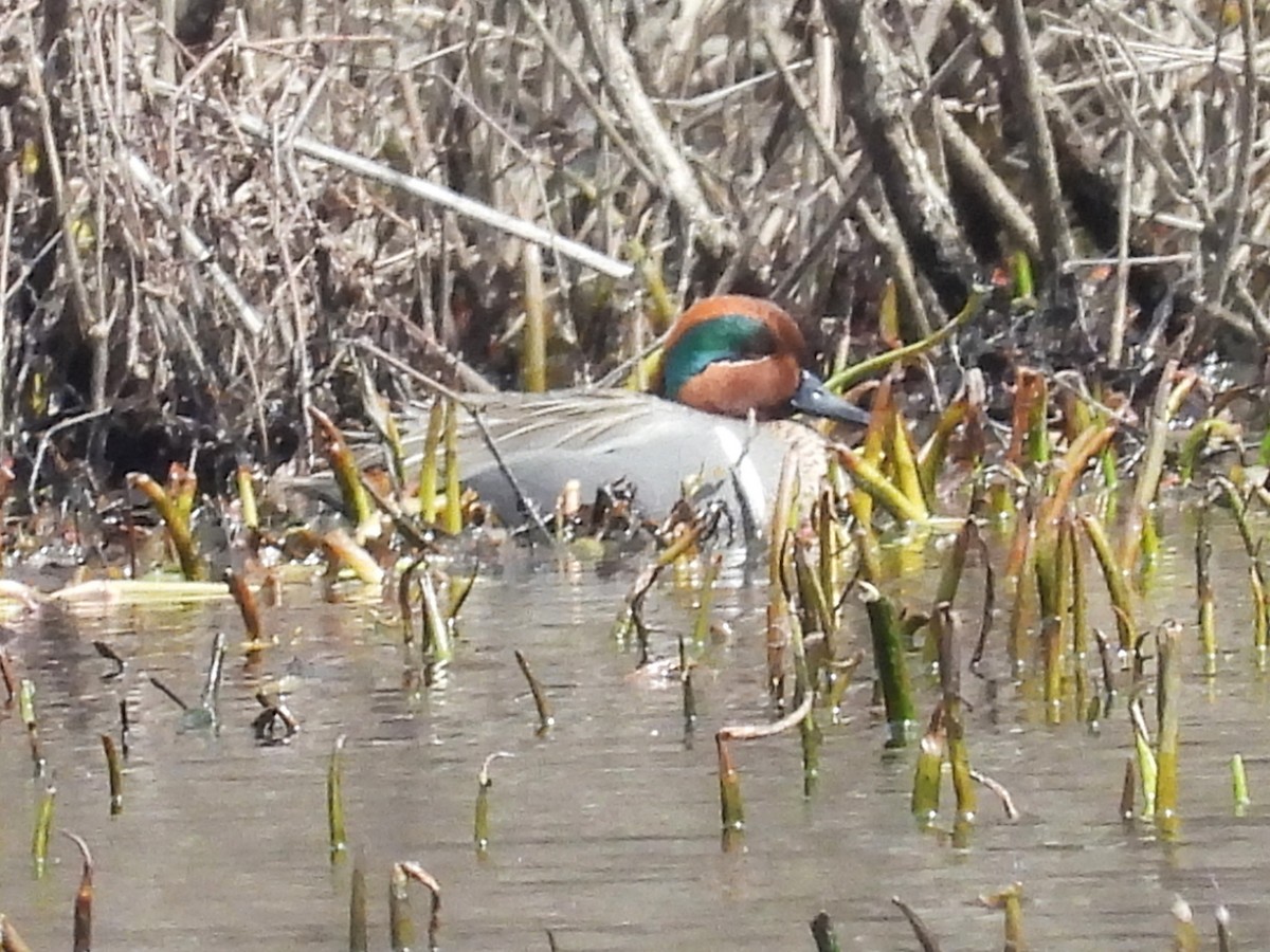 Green-winged Teal - ML617001199