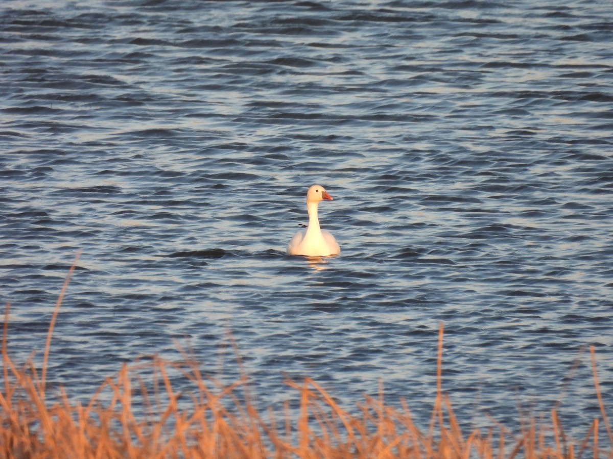 Ross's Goose - ML617001200