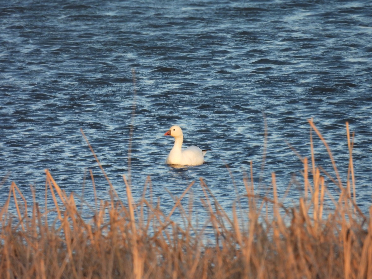 Ross's Goose - ML617001210