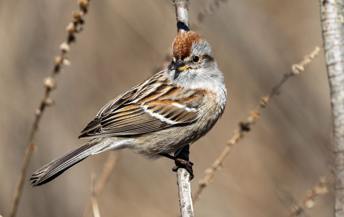 American Tree Sparrow - Lonny Garris