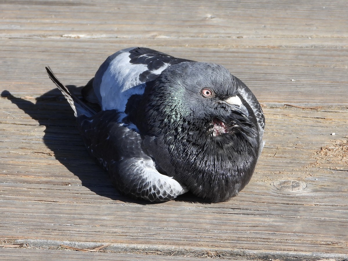 Rock Pigeon (Feral Pigeon) - ML617001264