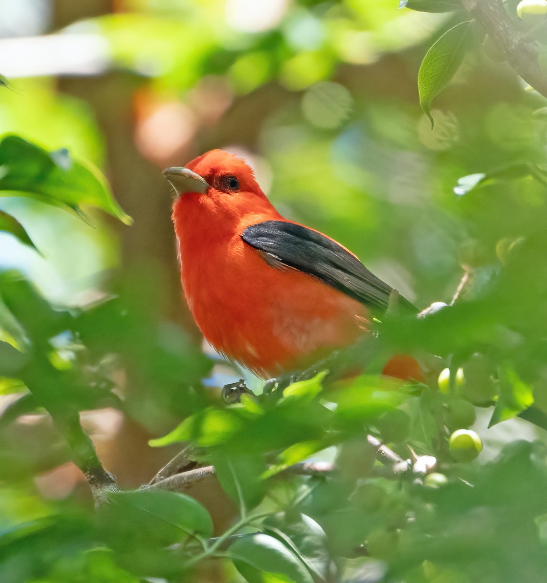 Piranga écarlate - ML617001276