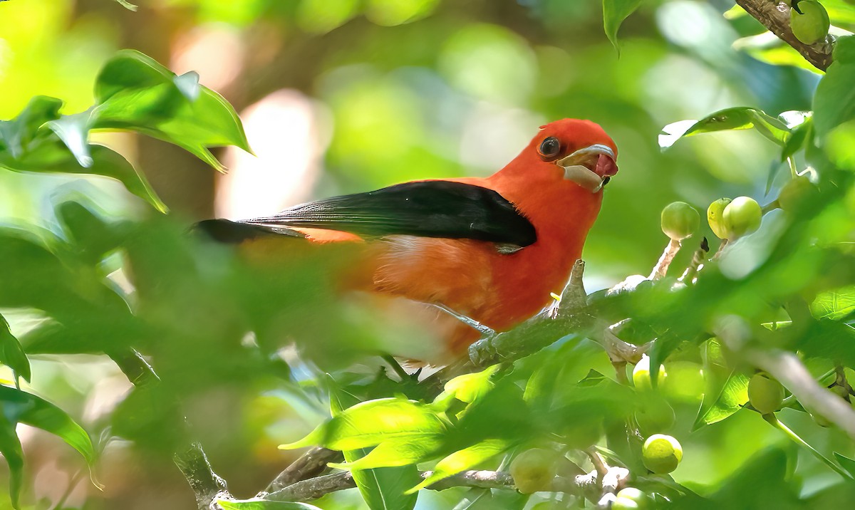 Piranga écarlate - ML617001277