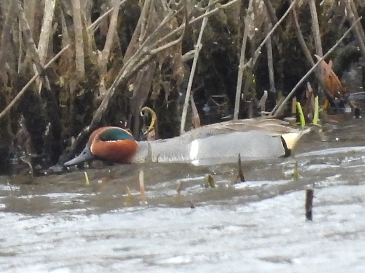 Green-winged Teal - ML617001278