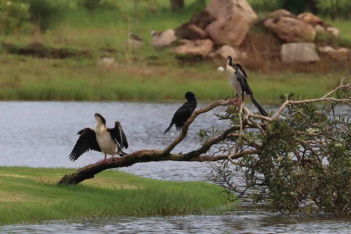 Anhinga d'Australie - ML617001311