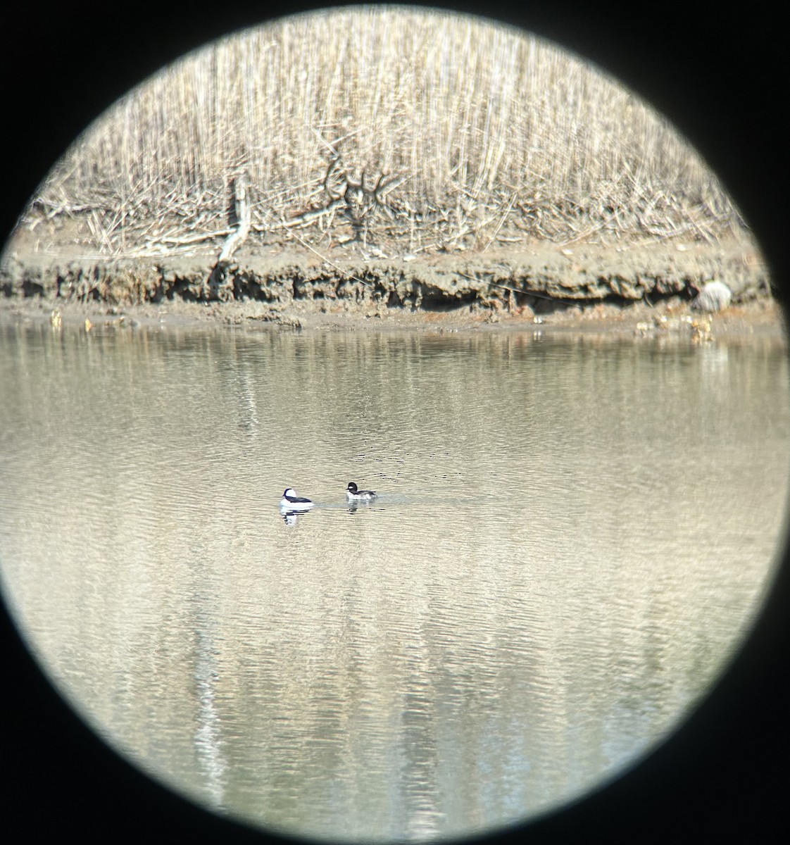 Bufflehead - Susie Hemingway