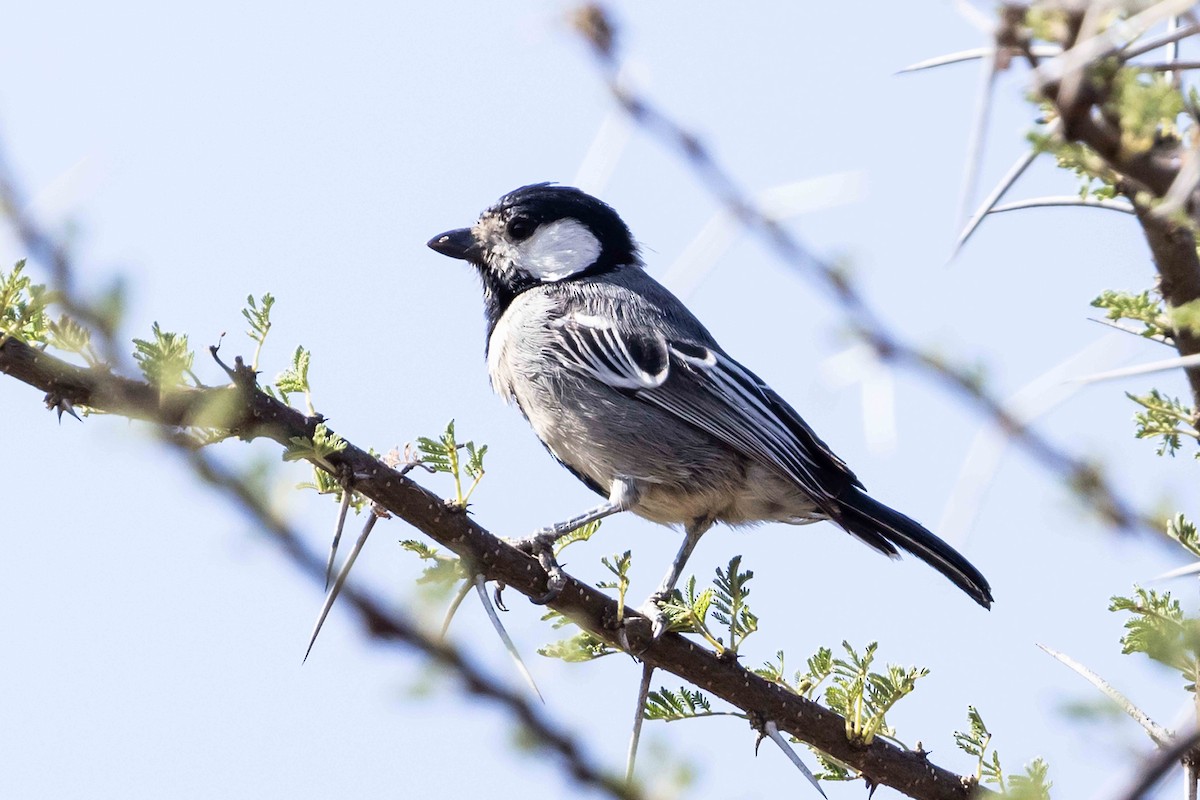 Mésange somalienne - ML617001373