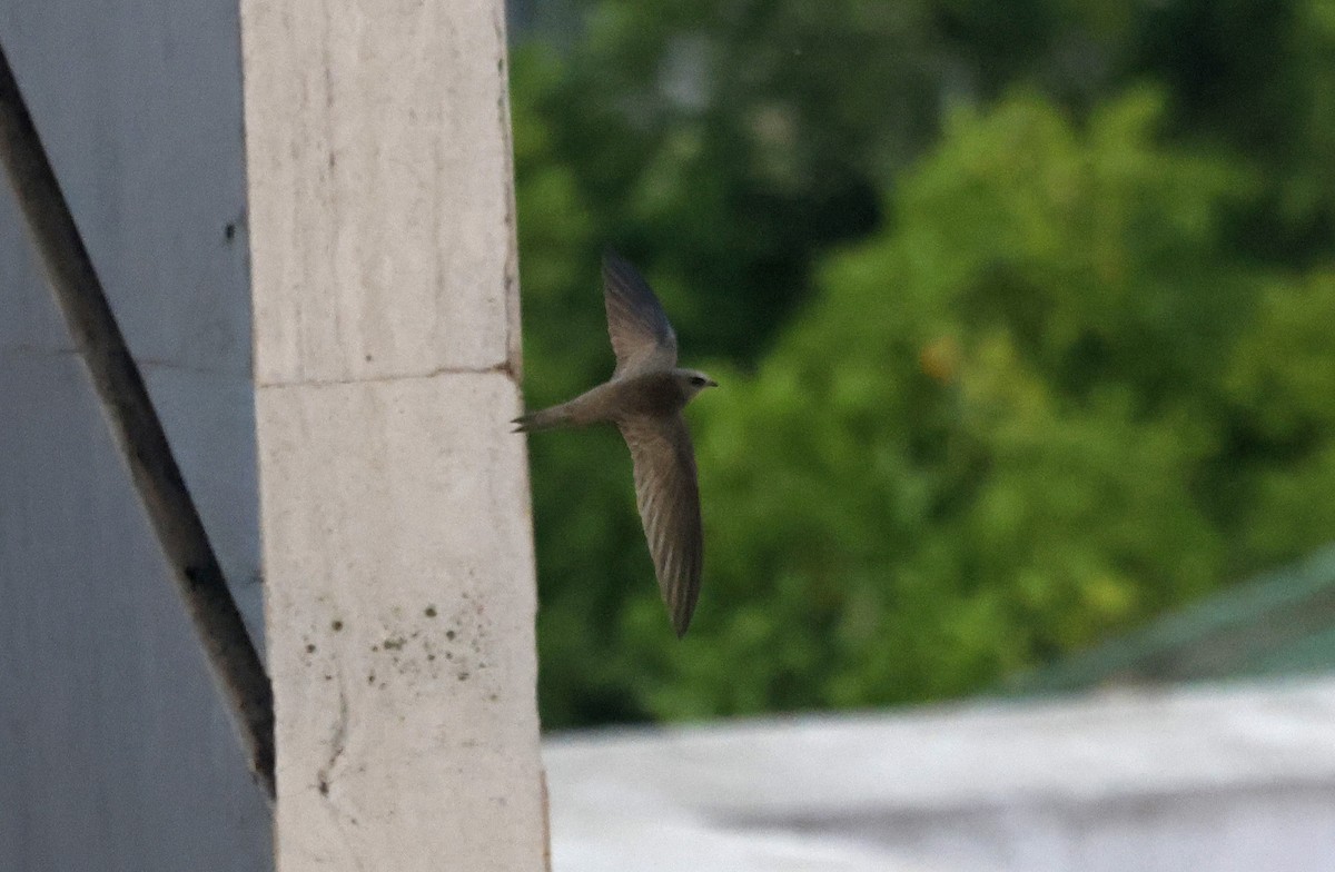 Pallid Swift - ML617001385