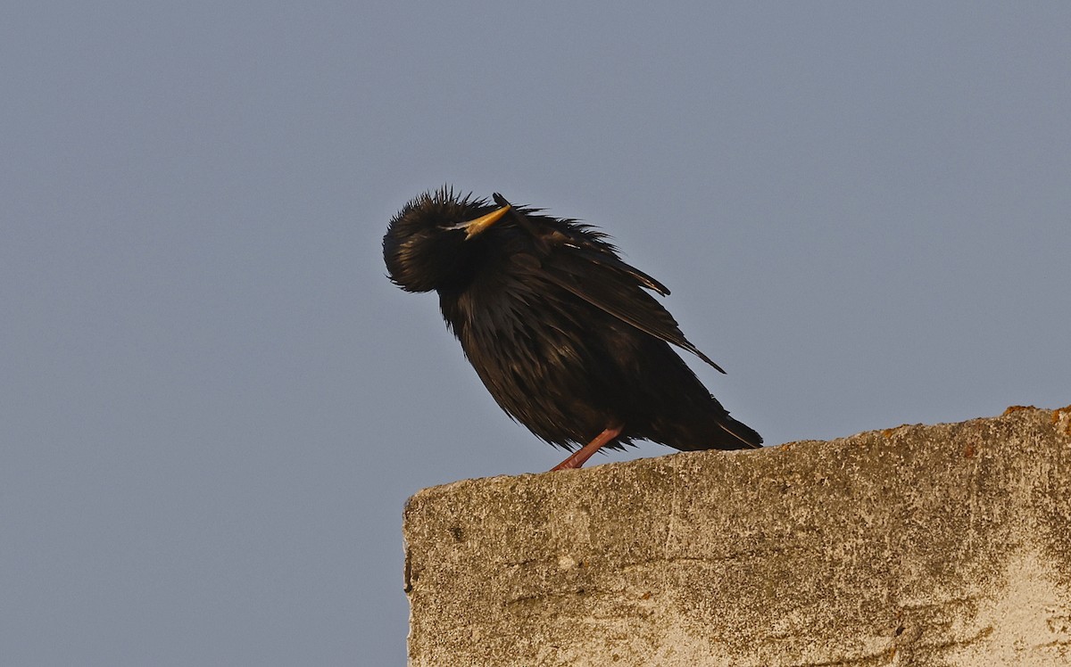 Spotless Starling - ML617001395