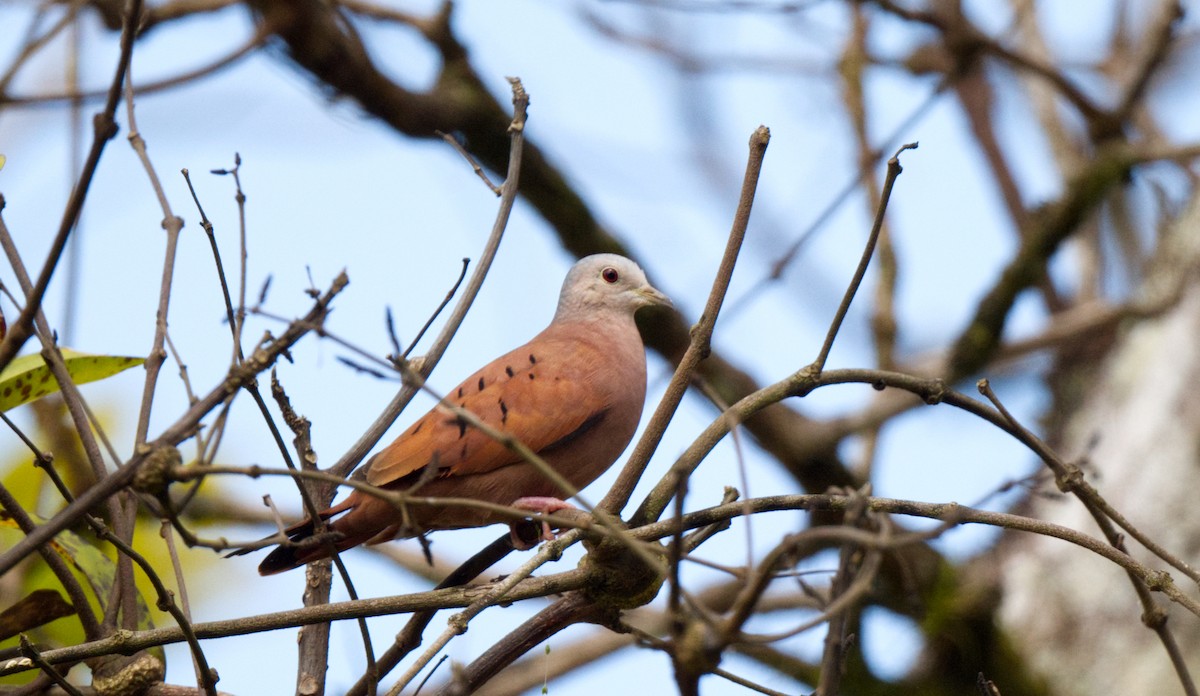 Ruddy Ground Dove - ML617001430