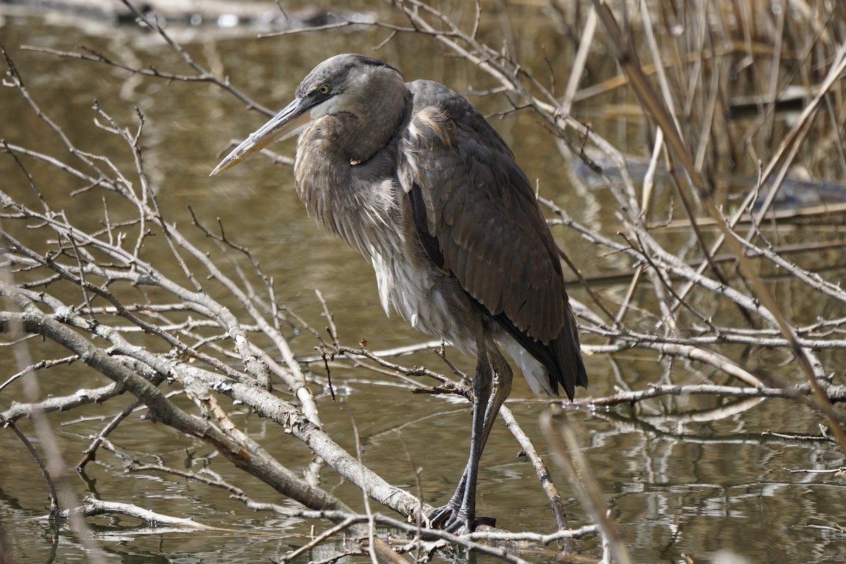 Great Blue Heron - ML617001438