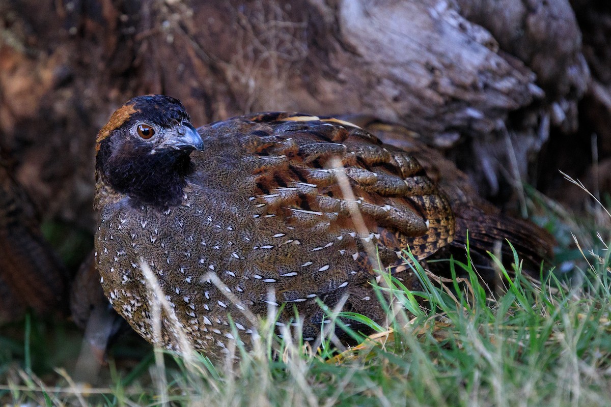 Black-fronted Wood-Quail - ML617001444